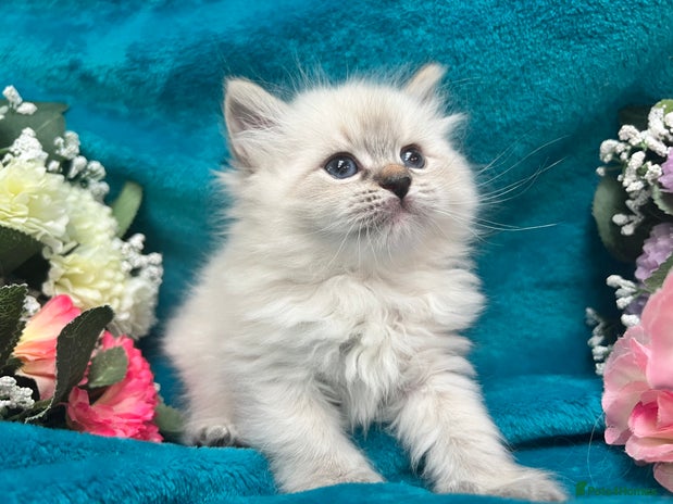 Siberian cats - Advert 5