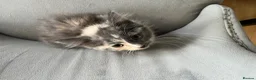 Mixed Breed cats for sale: Kittens  - Advert 5