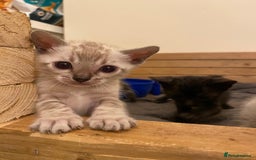Bengal cats for sale: 🔥✨ Pedigree TICA-Registered Bengal Kittens - Image 2