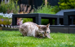 Bengal cats for sale: Majestic Blue-eyed Snow Bengal-TICA-Champion line - Image 21