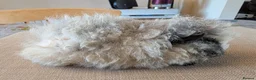 Guinea Pig rodents for sale: Gorgeous boys looking for 5* home - Advert 10