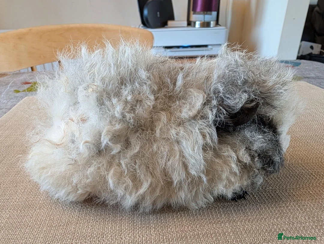 Guinea Pig rodents for sale: Gorgeous boys looking for 5* home - Advert 10