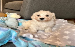 Cavachon dogs for sale: READY NOW - BEAUTIFUL CAVACHON MALE PUPPY - Image 4