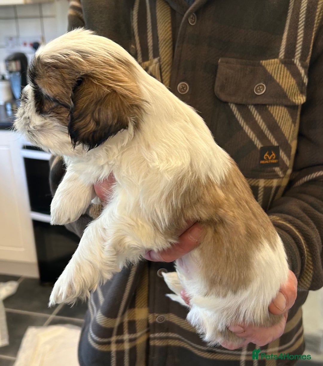 Shih tzu puppies for sale for sale in Kirriemuir Pets4Homes