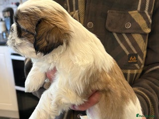 Shih Tzu dogs - Advert 1
