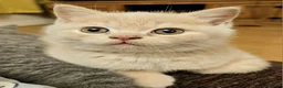 British Shorthair cats for sale: Champion lines British Shorthair kittens  - Advert 24