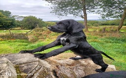 German Wirehaired Pointer dogs for sale: A LITTLE LAD! KC REG AND FULLY VACCINATED. - Image 6