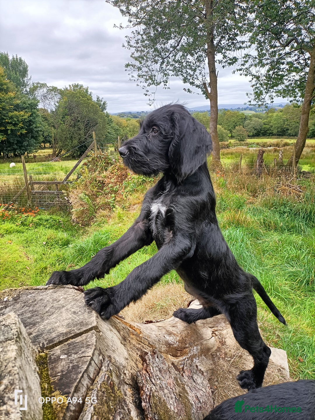 German Wirehaired Pointer dogs for sale: A LITTLE LAD! KC REG AND FULLY VACCINATED. - Image 6