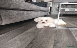 Maltese dogs for sale: Adorable Maltese Puppies for Sale.! - Image 3