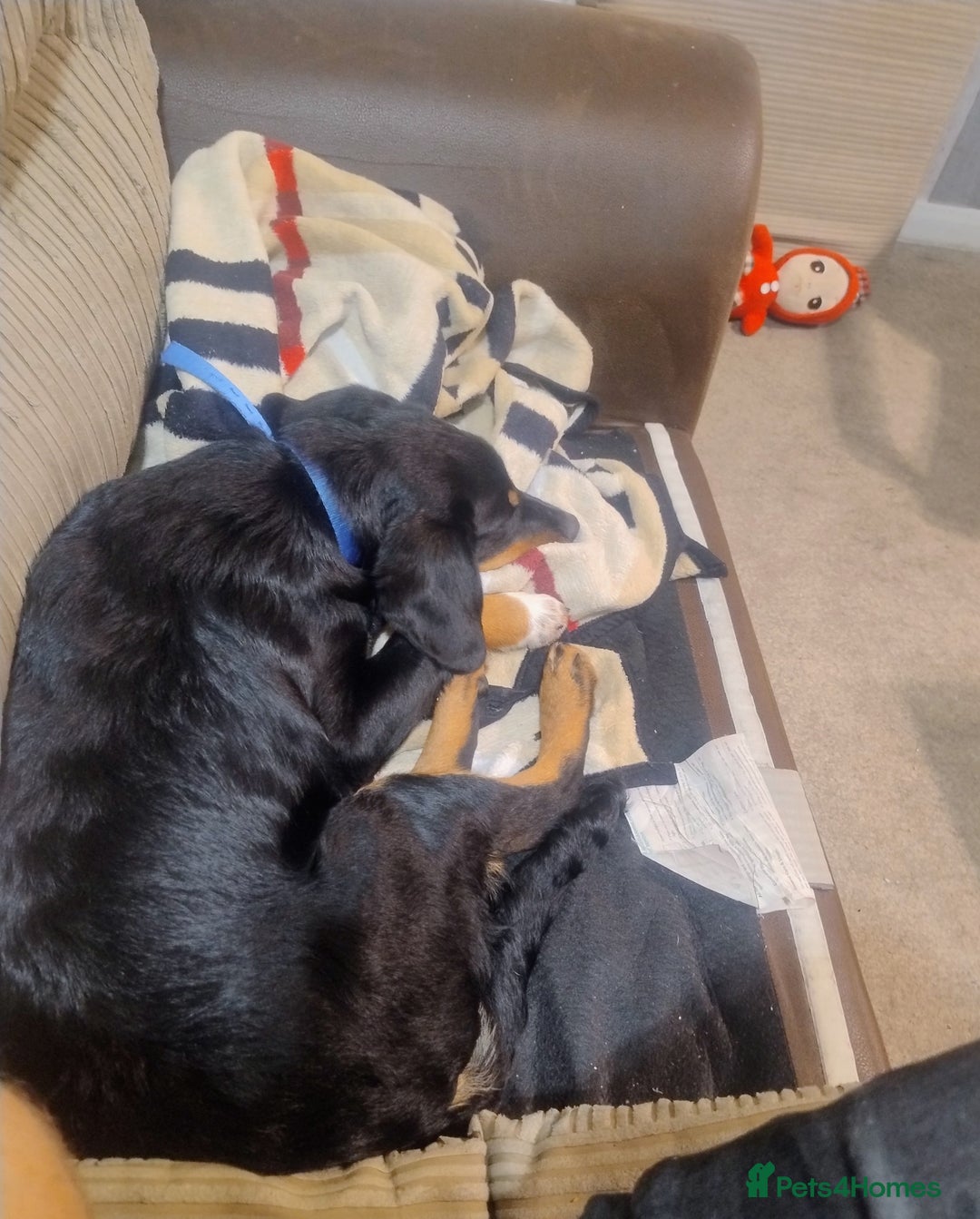 Mixed Breed dogs for sale: Slovak Hound/Border Collie - Advert 6