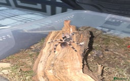 Spiders invertebrates for sale: 2 tarantulas - Image 1