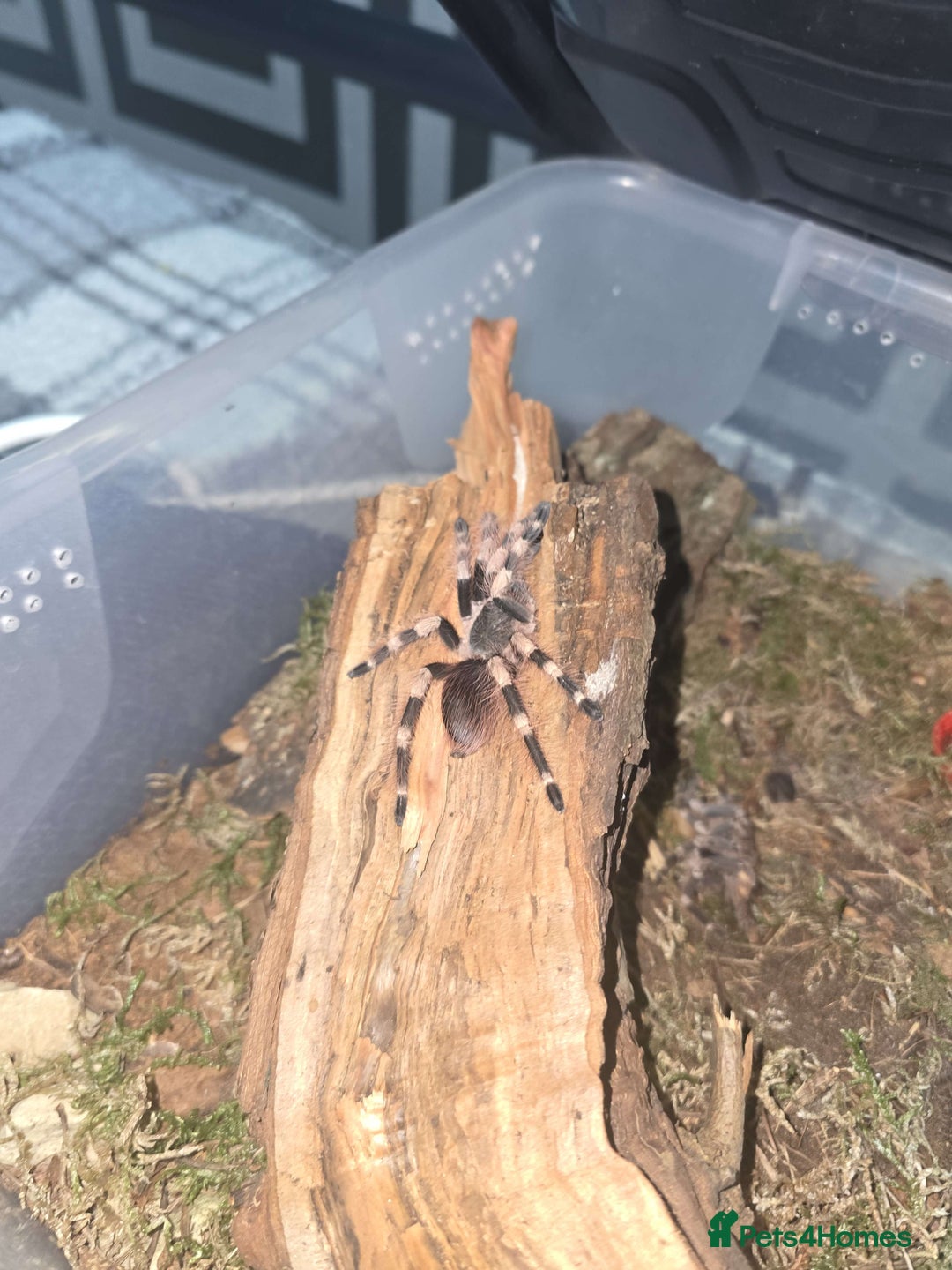 Spiders invertebrates for sale: 2 tarantulas - Image 1