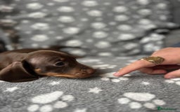 Miniature Dachshund dogs for sale: Miniature Dachshund Puppies  - Image 19