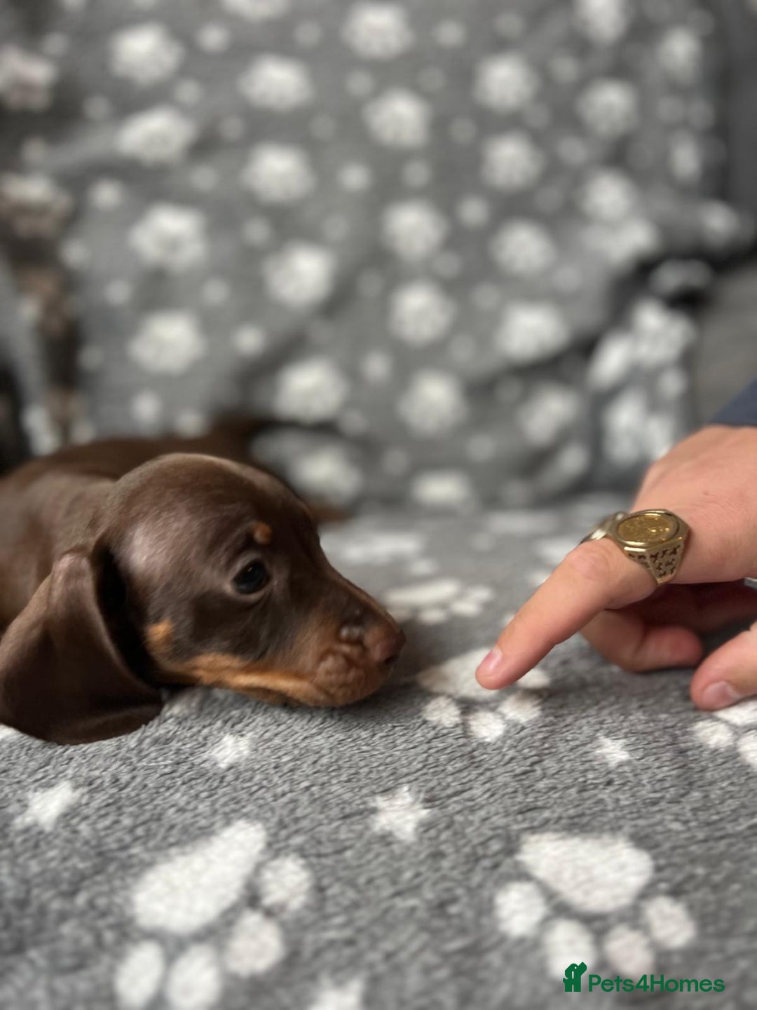 Miniature Dachshund dogs for sale: Miniature Dachshund Puppies  - Image 19