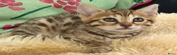 Bengal cats for sale: Beautiful pedigree bengal kittens - Advert 5