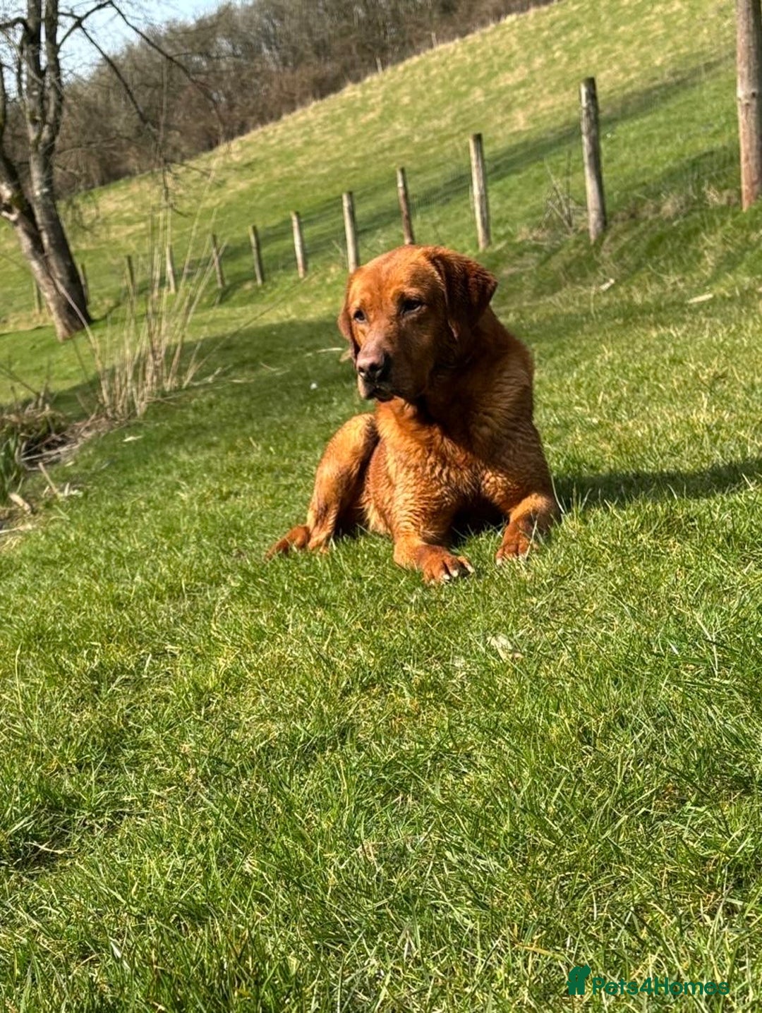 Labrador Retriever dogs for sale: KC reg Yellow Labrador pups  - Advert 2