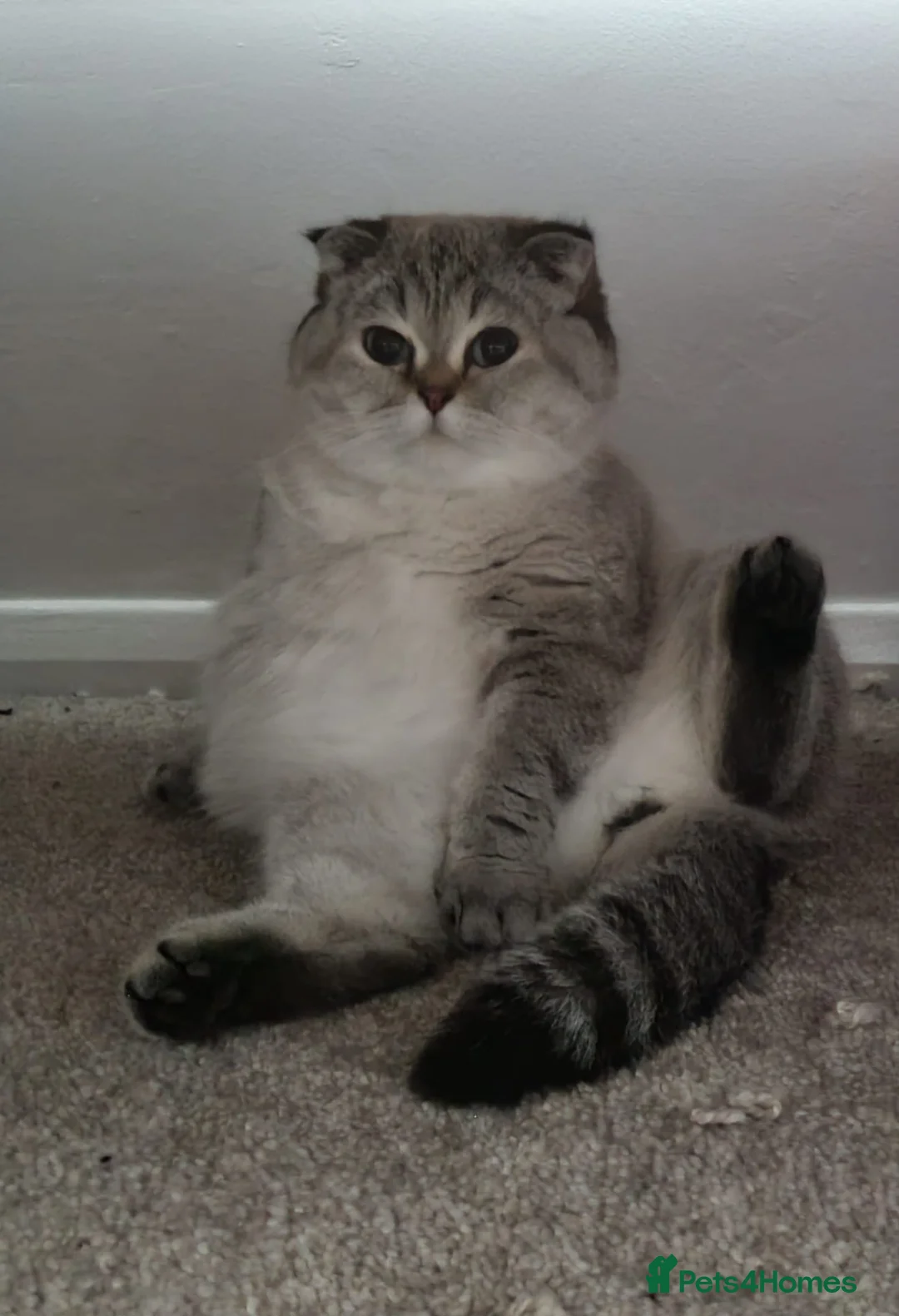 British Shorthair cats for sale: British shorthair Enzo and Misty - Advert 23