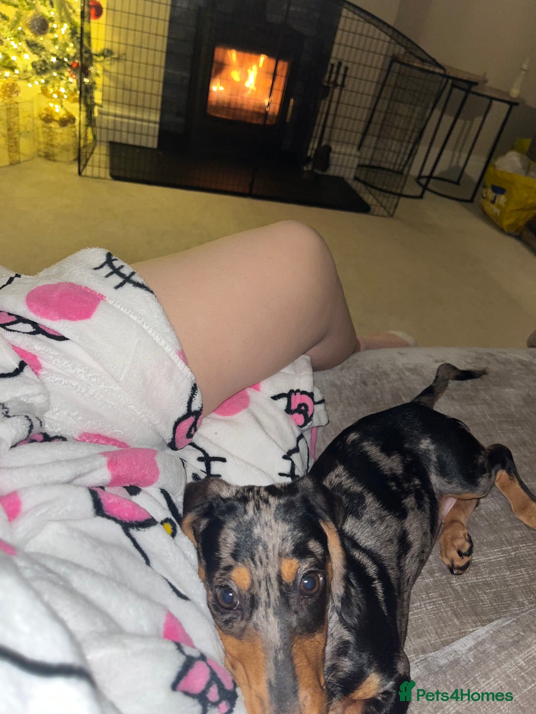 Miniature Dachshund dogs for sale: 14 Week Old Mini Dachshund  - Advert 7