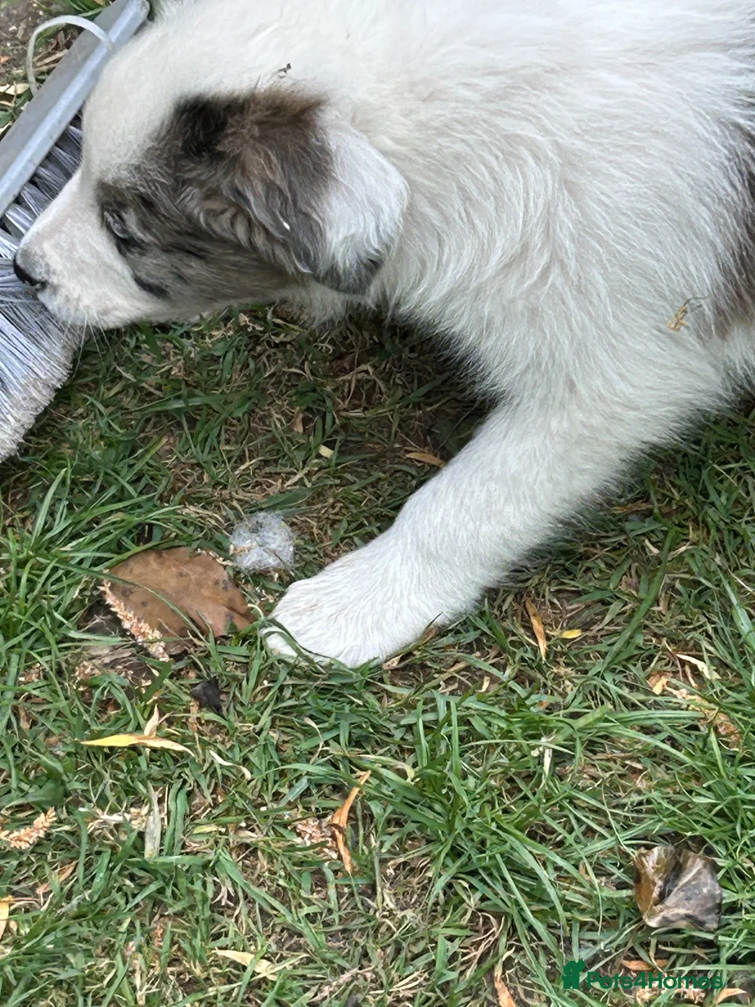 Border Collie dogs for sale: Gorgeous Border Collie puos - Advert 1