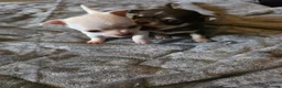 Chihuahua dogs for sale: Pedigree club registered chihuahua puppies - Advert 11