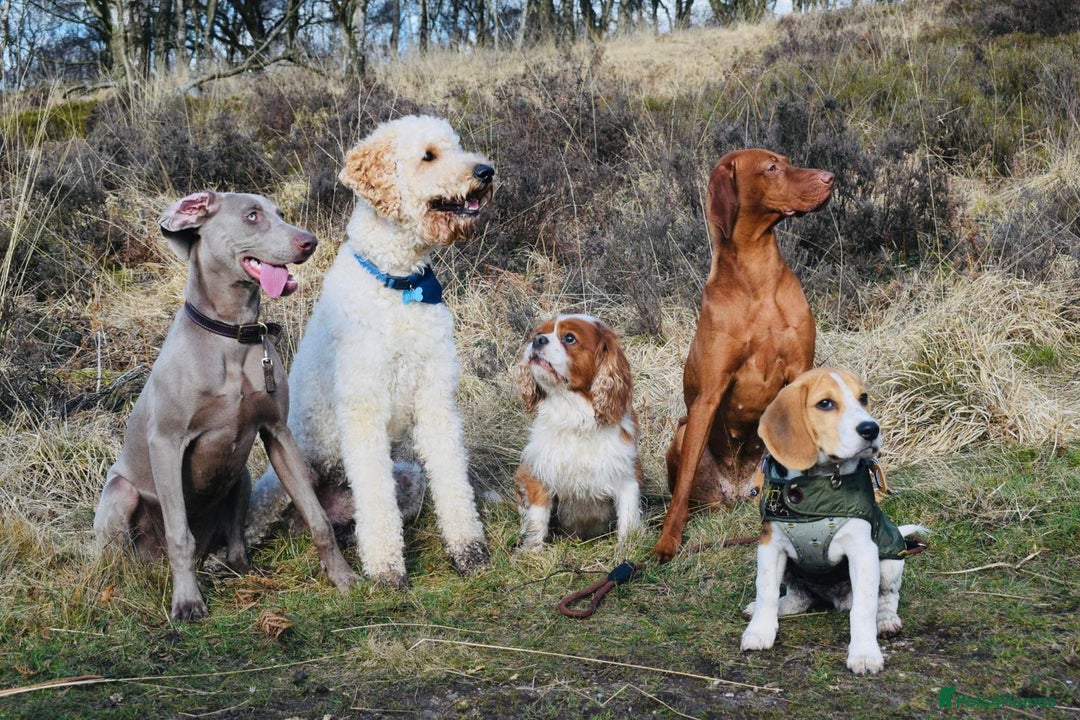 Hungarian Vizsla dogs for sale: Hungarian Vizsla puppies  - Advert 11