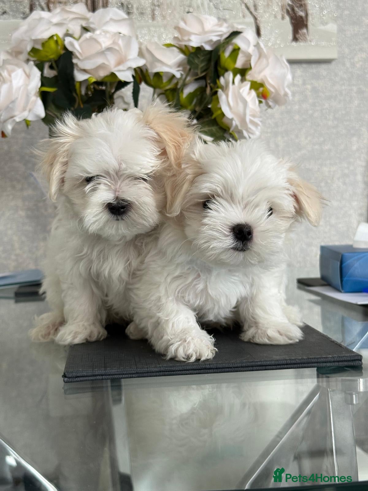 Maltese dogs 2 male Maltese puppies READY NOW 9weeks old  - Advert 5