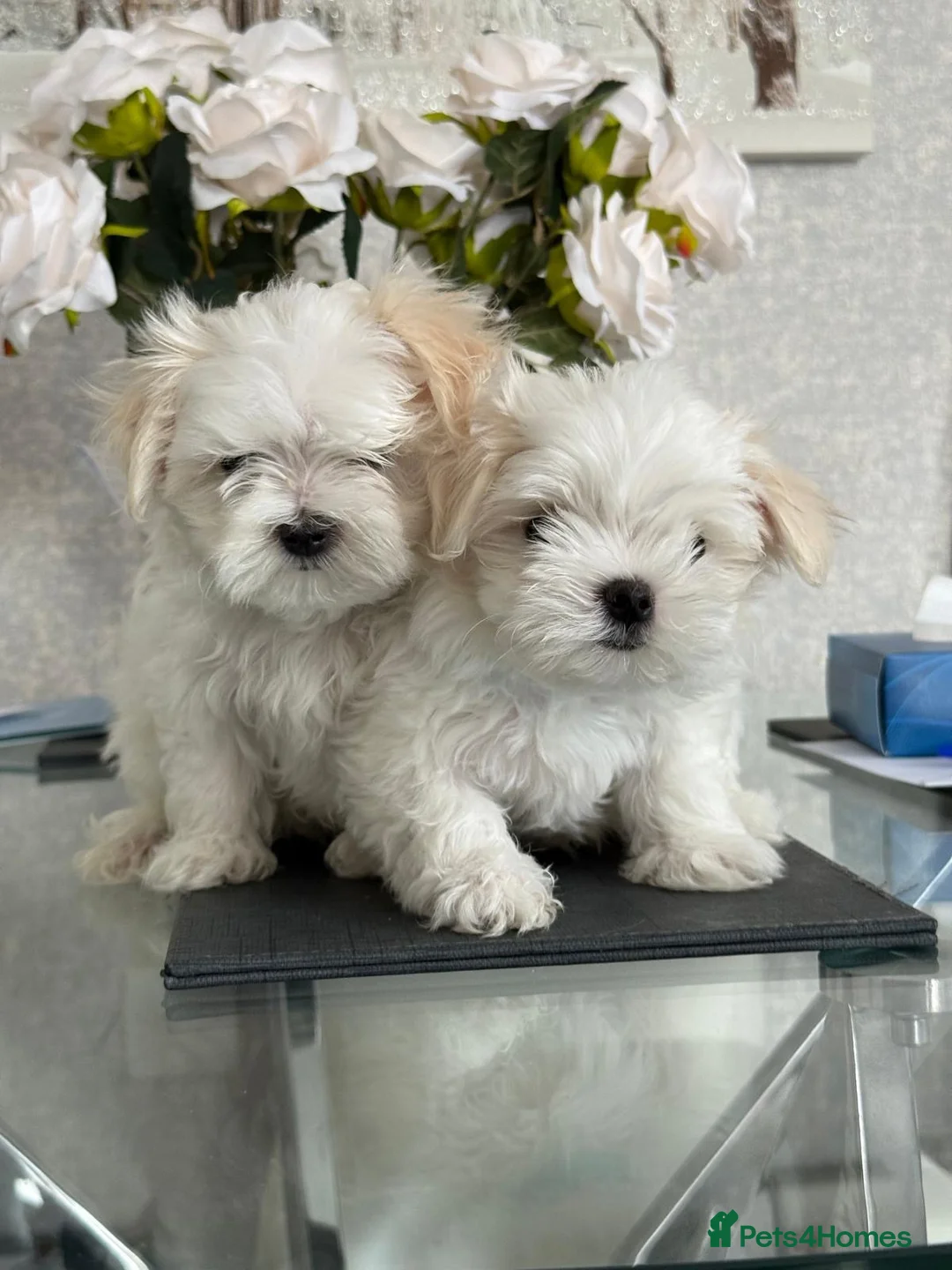 Maltese dogs for sale: 2 male Maltese puppies READY NOW 9weeks old  - Advert 1