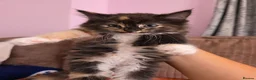 Mixed Breed cats for sale: Calico long hair female - Advert 1