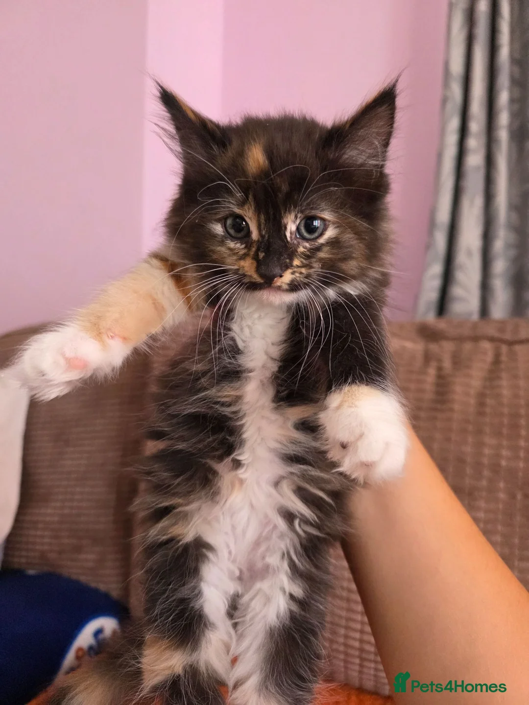 Mixed Breed cats for sale: Calico long hair female - Advert 1