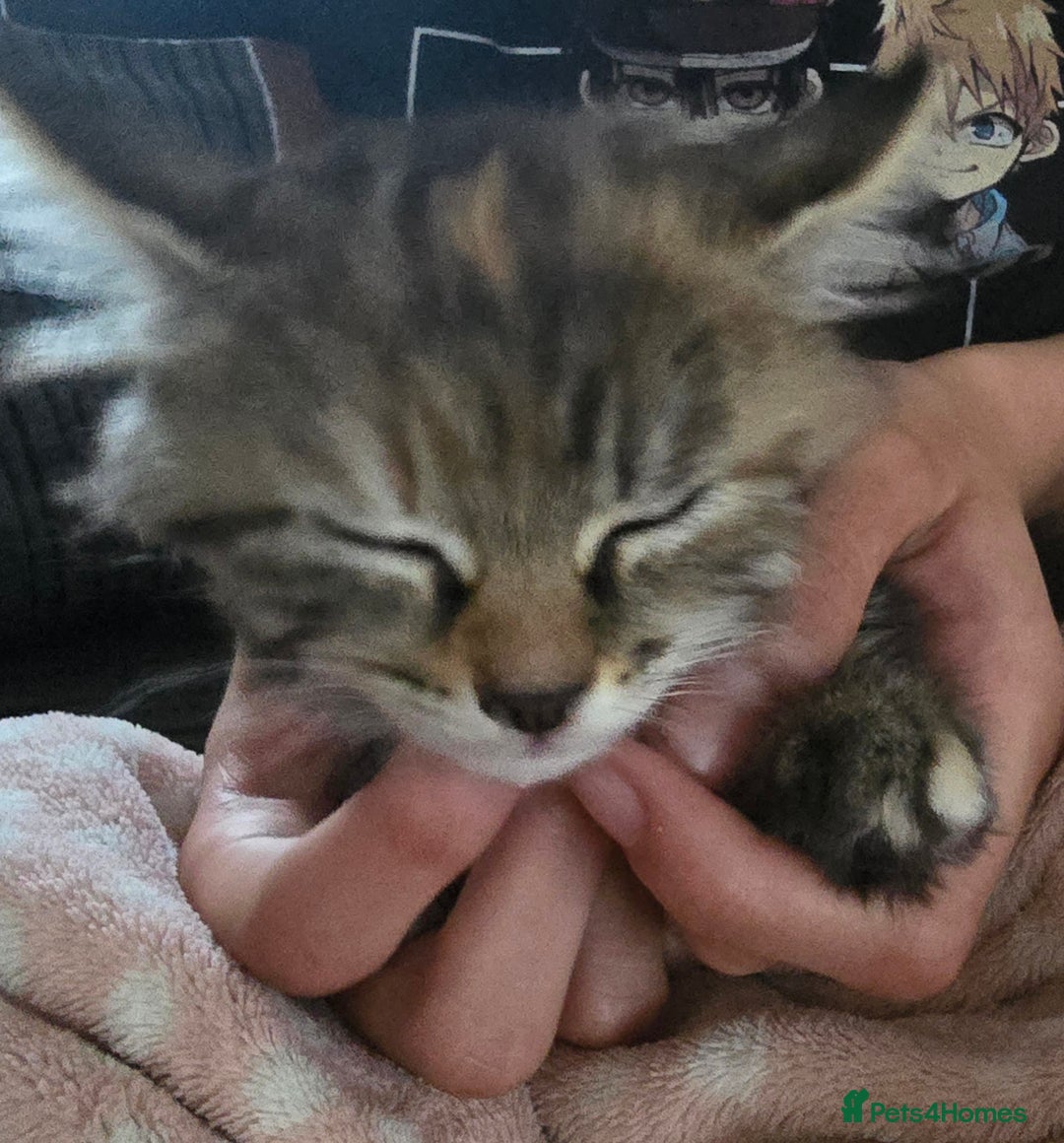 Domestic Shorthair cats for sale: Longhaired kitten for sale £20 - Image 5