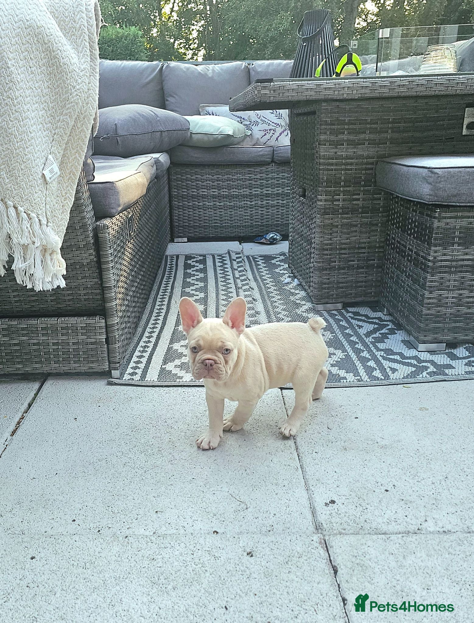 French Bulldog dogs ⭐️KC Reg⭐️Isabella & tan/liliac fawn ❤️ 🐾 - Advert 5