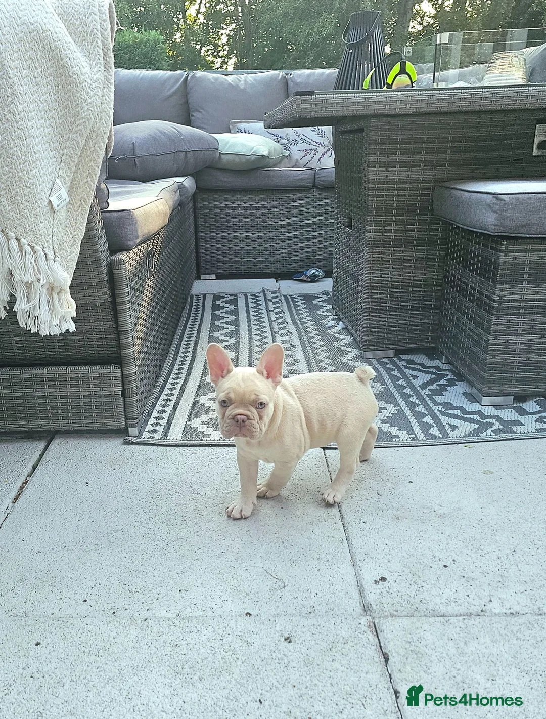 French Bulldog dogs for sale: ⭐️KC Reg⭐️Isabella & tan/liliac fawn ❤️ 🐾 - Advert 1