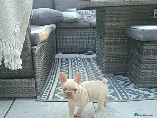 French Bulldog dogs ⭐️KC Reg⭐️Isabella & tan/liliac fawn ❤️ 🐾 - Advert 5