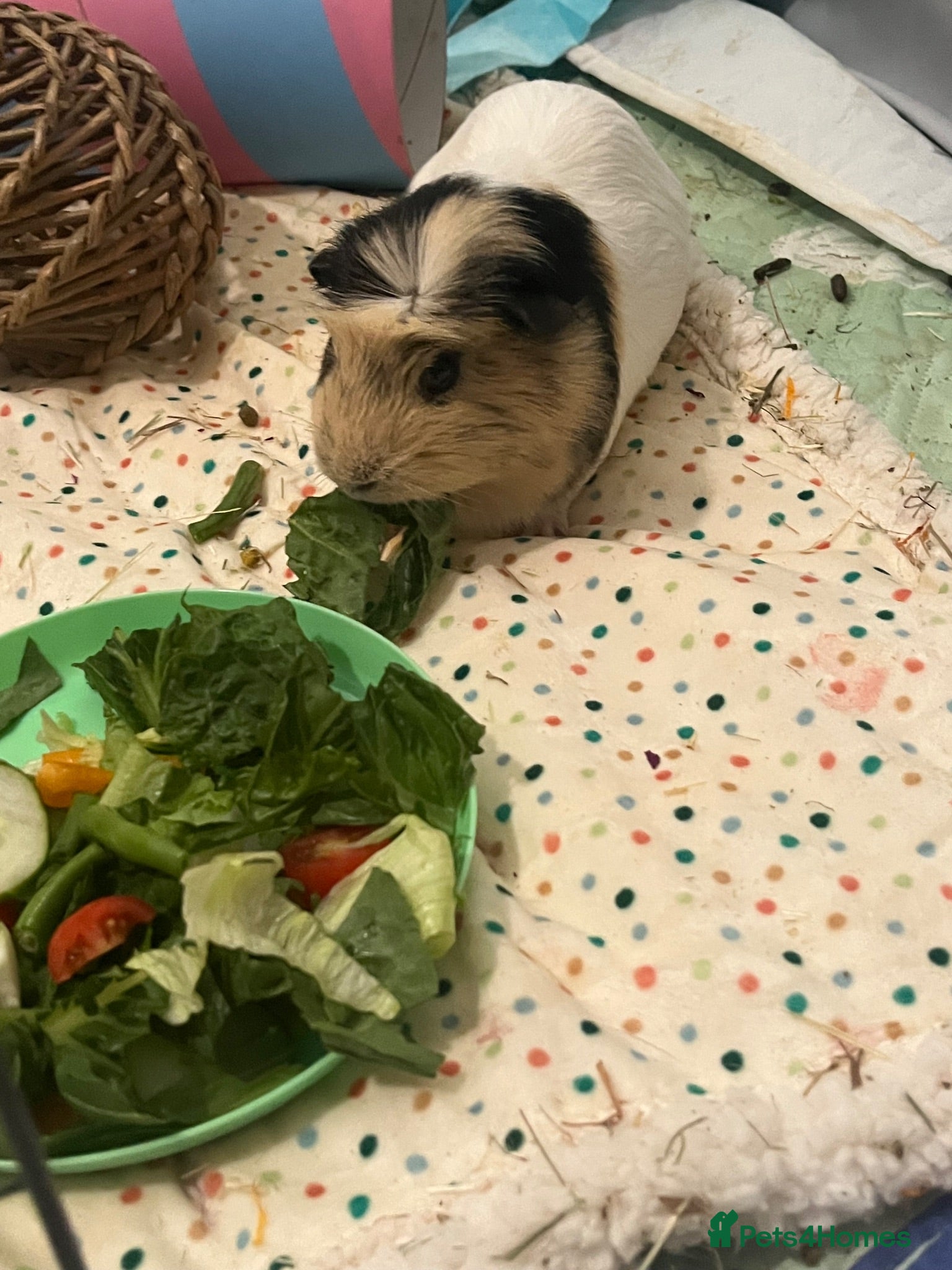 Guinea Pig rodents Male guinea pig  - Advert 6