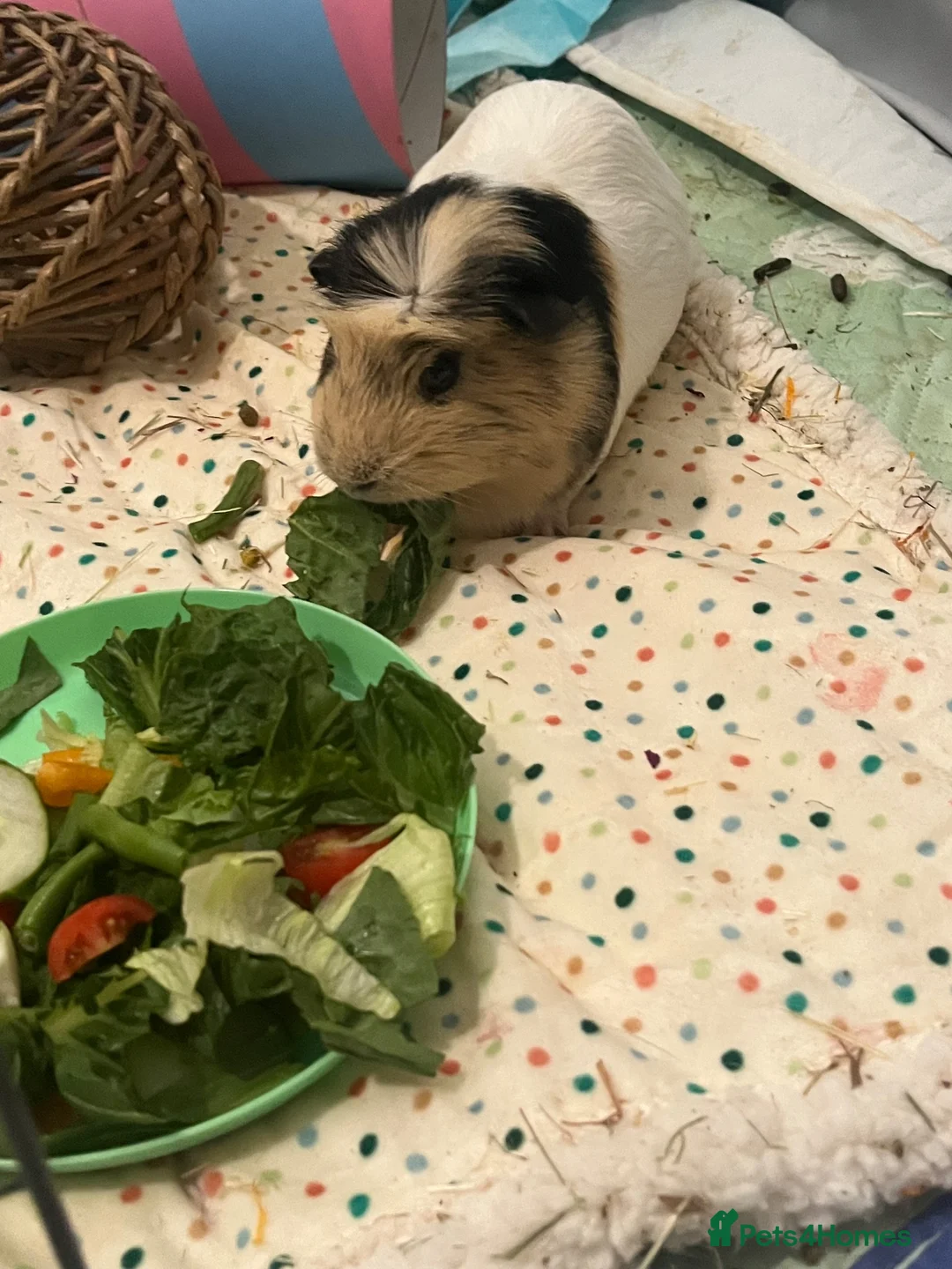 Guinea Pig rodents for sale: Male guinea pig  - Advert 1