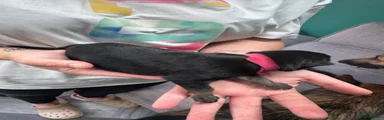 German Shepherd Puppy 5