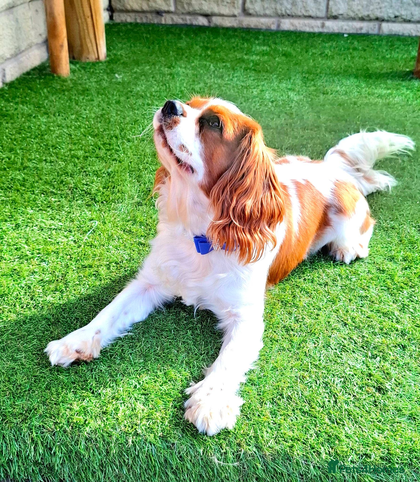 Cavalier King Charles Spaniel dogs 🥇0% COI KC Reg Cavalier King Charles Spaniel ⭐️ - Advert 3