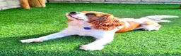Cavalier King Charles Spaniel dogs for stud: 🥇0% COI KC Reg Cavalier King Charles Spaniel ⭐️ - Advert 1