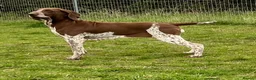 Bracco Italiano dogs for stud: Valentino Rossi Italian Import in Chesterfield - Advert 12