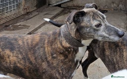Lurcher dogs for adoption: JIP 12yr old Lurcher - Image 1
