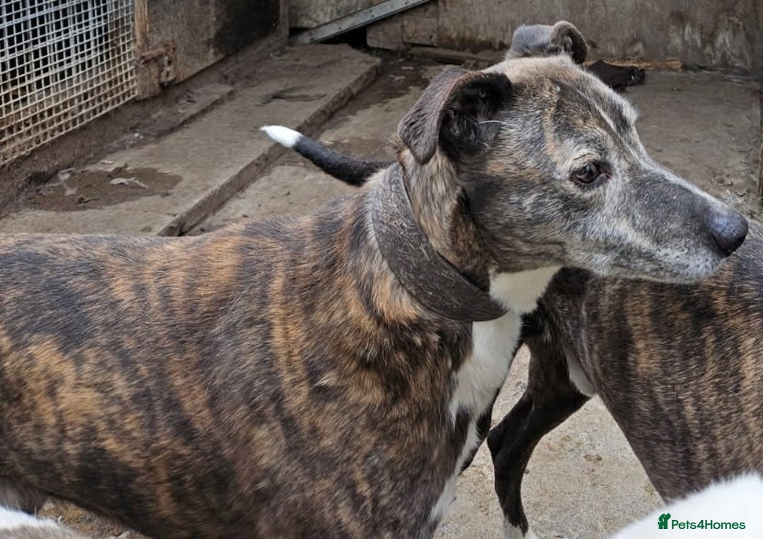 Lurcher dogs for adoption: JIP 12yr old Lurcher - Image 1