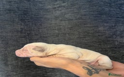 Shar Pei dogs for sale: Shar-pei Puppies - Advert 4