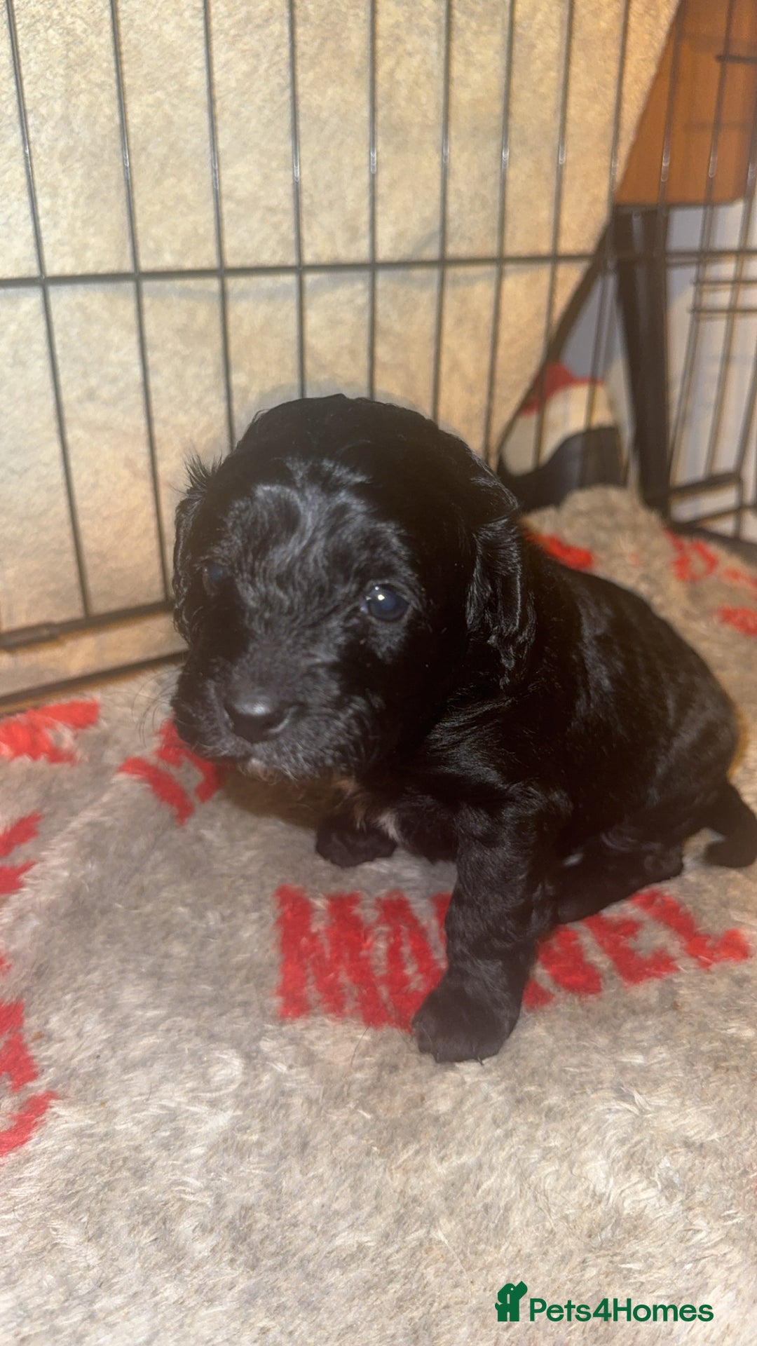 Cockapoo dogs for sale: F1B cockerpoo pups - Advert 13