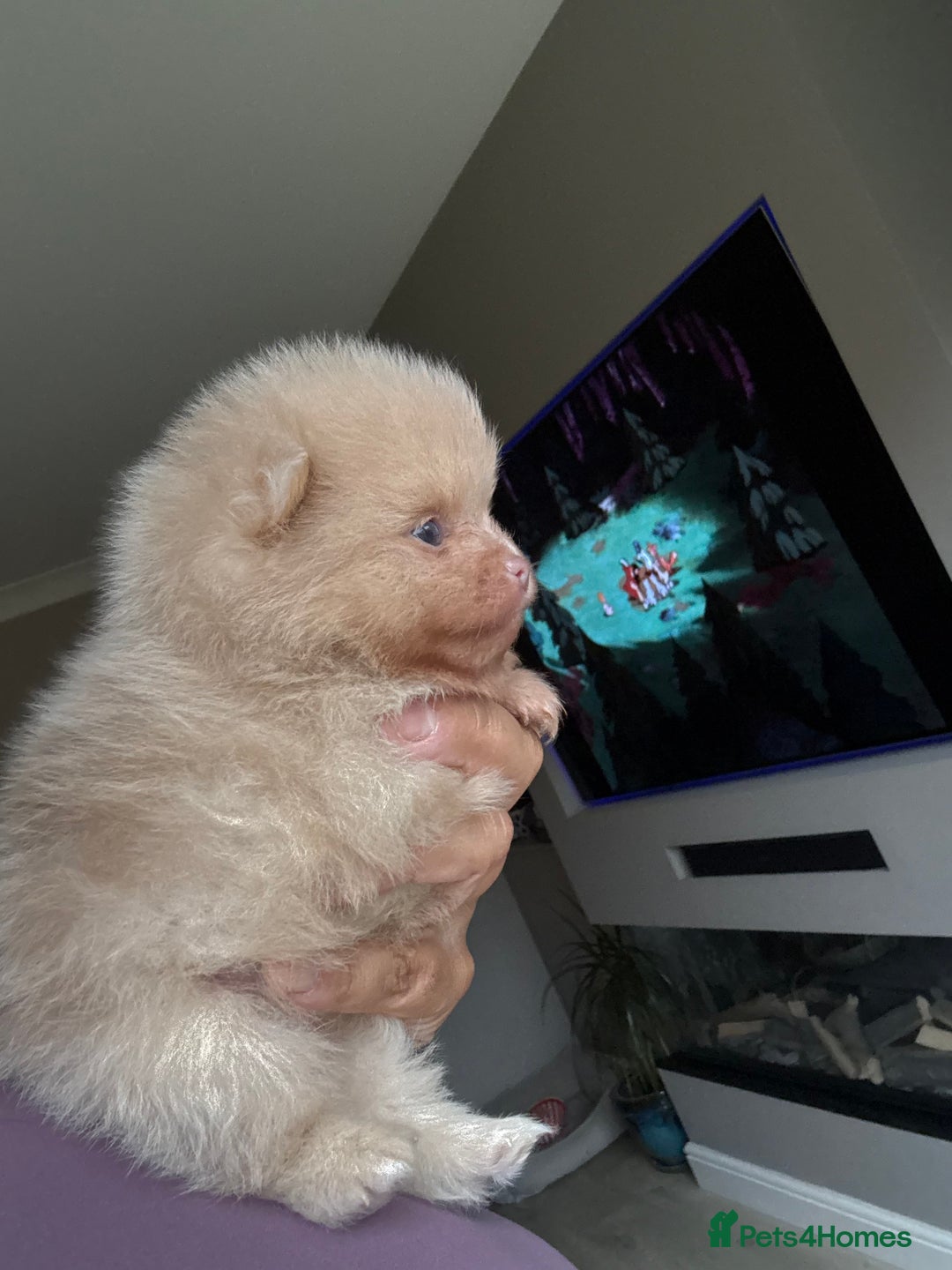 Pomeranian dogs for sale: Lilac and tan, chocolate and tan Pomeranians💜🤎 - Image 9