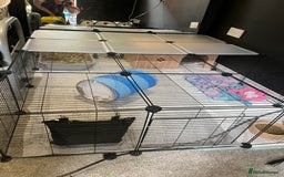 Lionhead rabbits for sale: Loving, cuddly rabbit for sale - Image 4