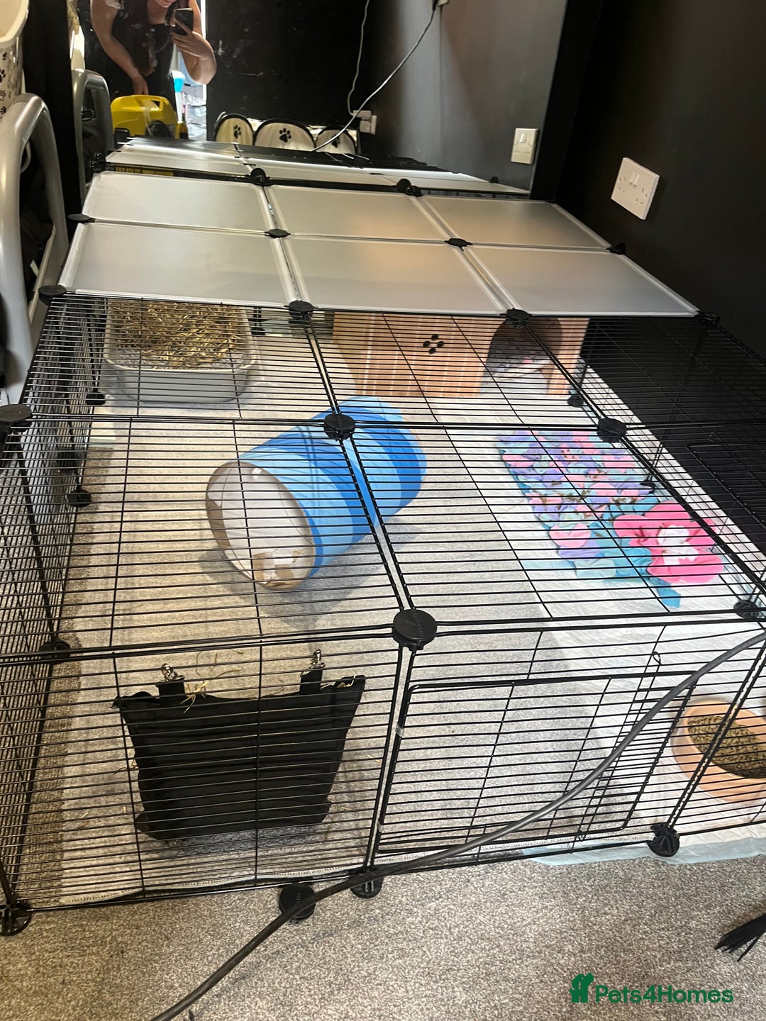 Lionhead rabbits for sale: Loving, cuddly rabbit for sale - Image 4