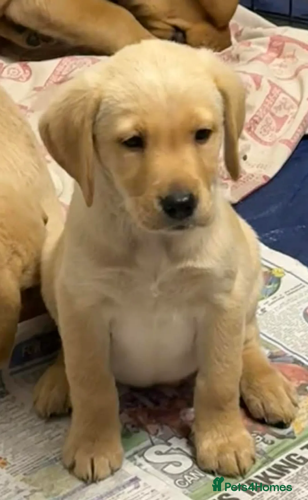 Labrador Retriever dogs for sale: Pure bred labrador puppies - Advert 8