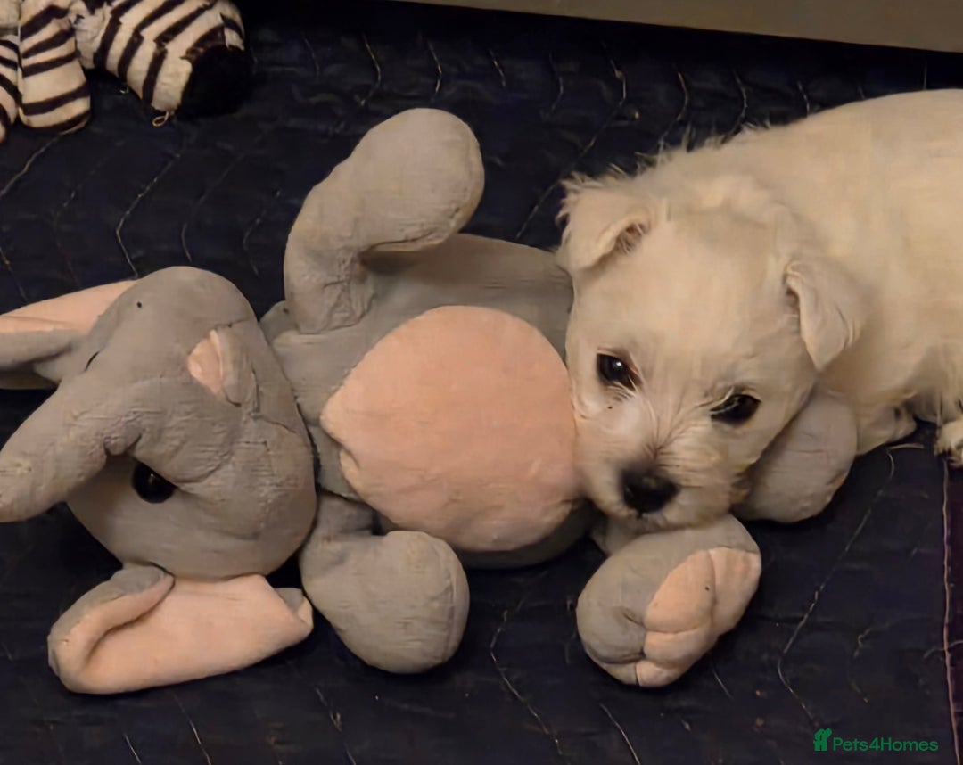 West Highland Terrier dogs for sale: Strong full of life and joy girls KC registered  - Advert 11