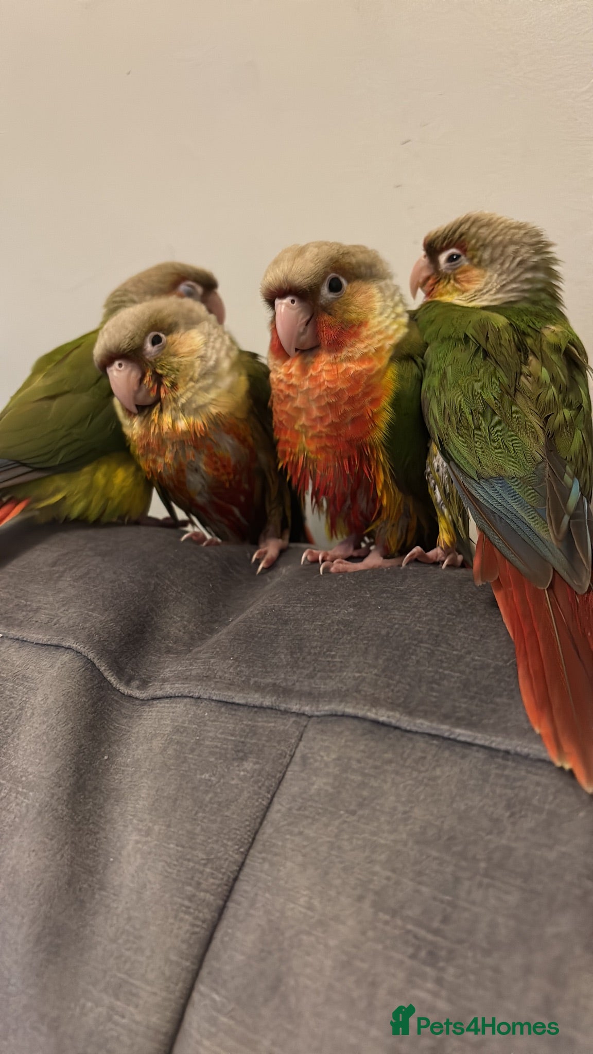 Parrots birds Handreared pineapple conures silly tame - Advert 1