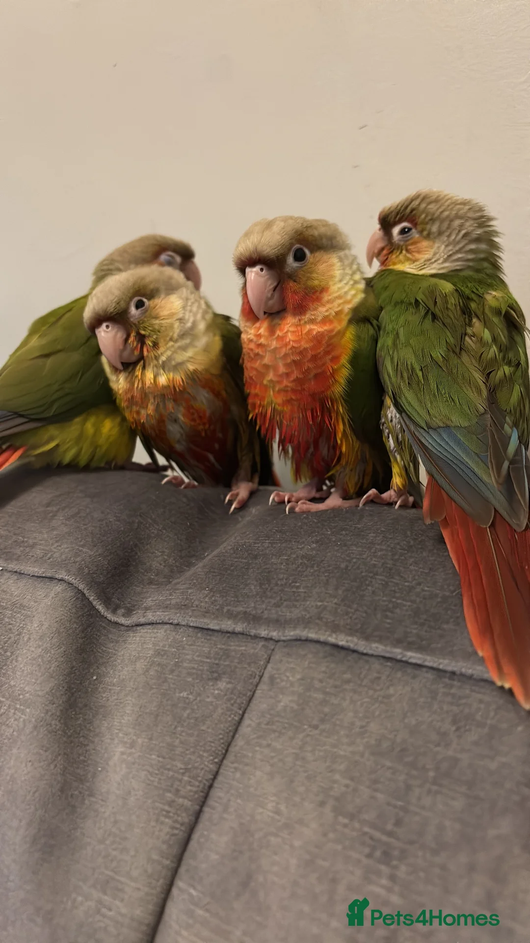 Parrots birds for sale: Handreared pineapple conures silly tame - Advert 1